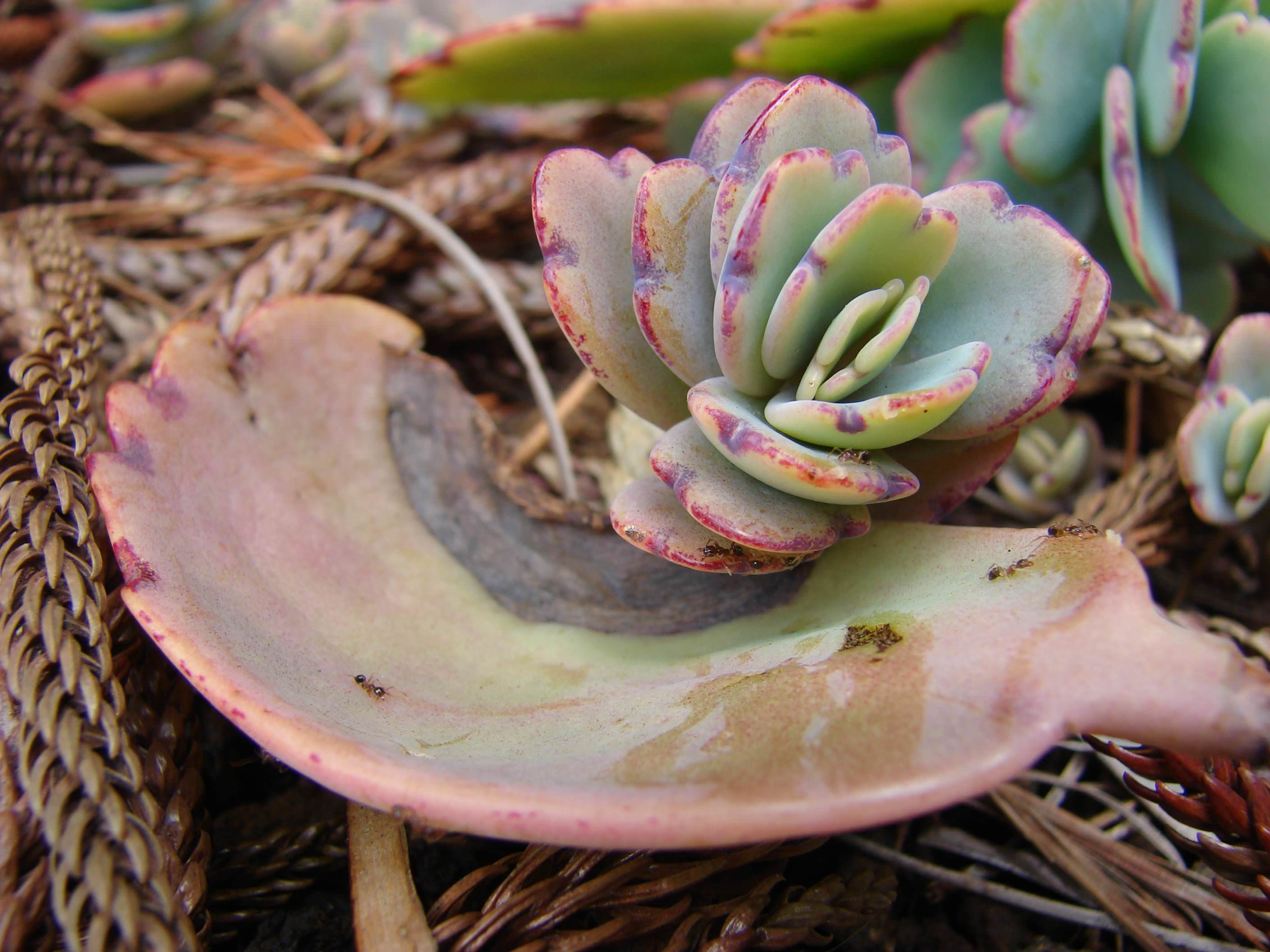 Secrets of Succulents’ Water-wise Ways Revealed
