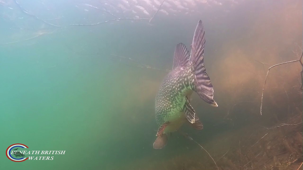 This is Freshwater Discovery at its best. Enjoy this fabulous underwater video of pike spawning. Believe me, it is extremely difficult to get. G...