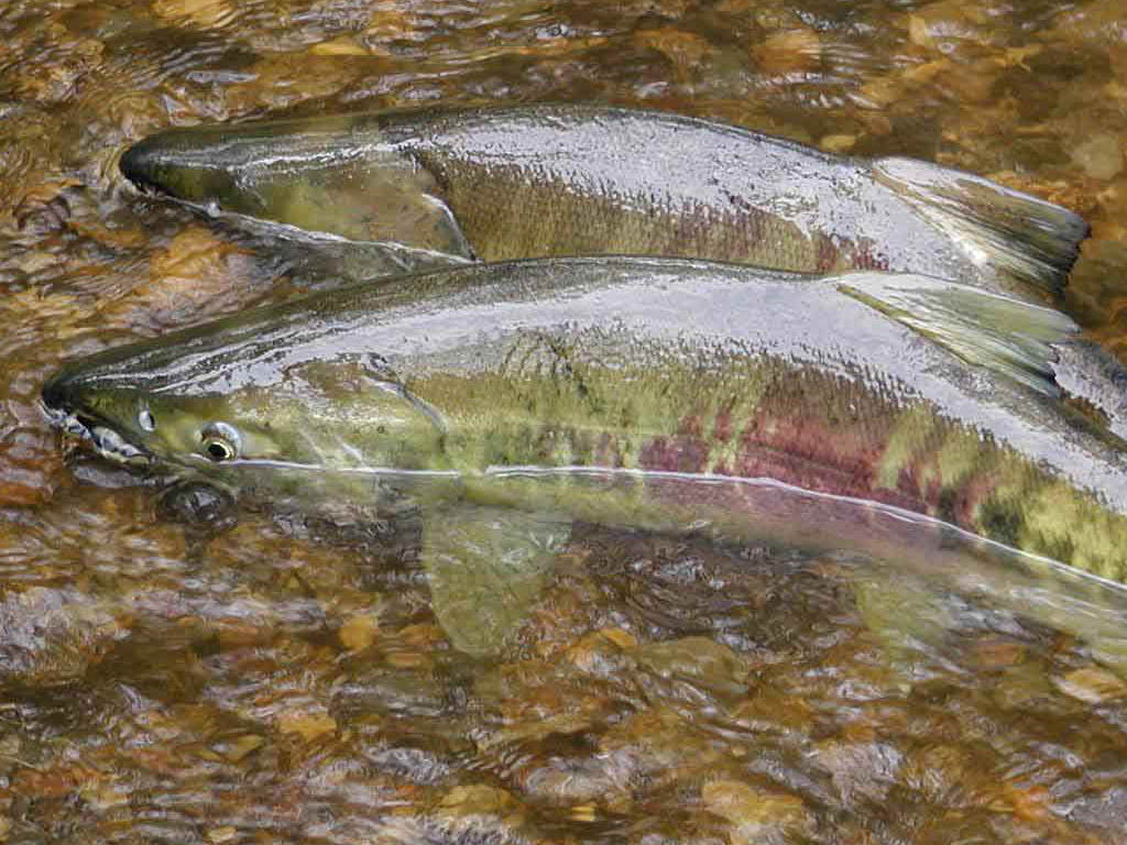 Varying Reactions of Salmons to Polluted Stormwater Runoff