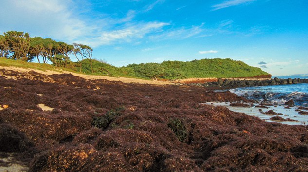 UH researchers link quality of coastal groundwater with reef degradation on Maui