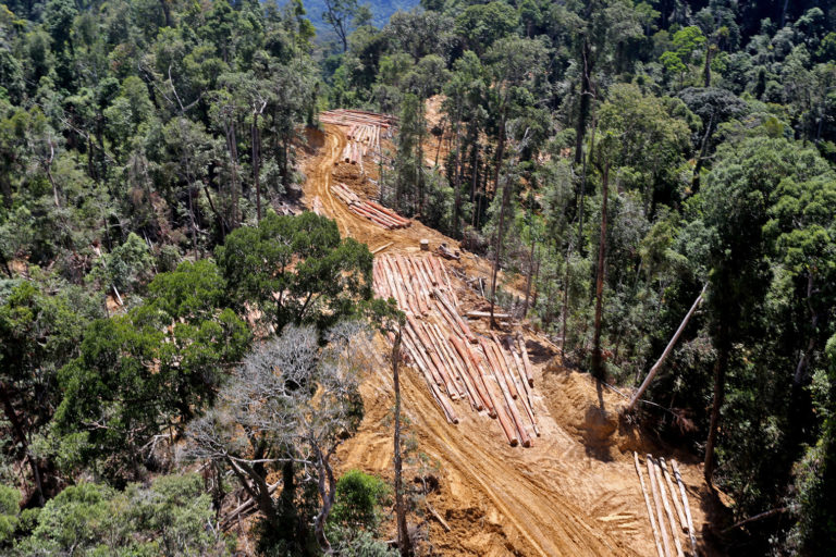 Half of tropical forestland cleared for agriculture isn&rsquo;t put to use, research shows- Agriculture is the primary driver of tropical deforestat...