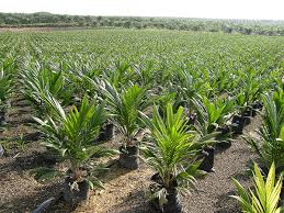 Oil palm: A modeled crop