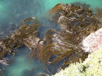Graphene-based ​nanomaterial ​derived from ​seaweed ​effectively ​treats ​industrial ​wastewater