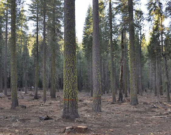 Billions of Gallons of Water Saved by Thinning Sierra Forests