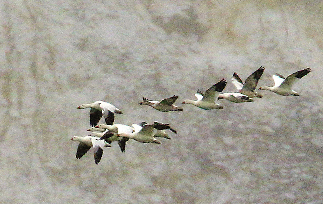 Thousands of Geese Died After Landing in Toxic Water