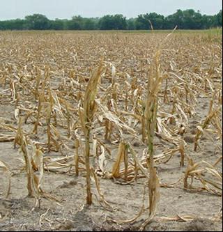 Studies Provide Wheat Drought Tolerance Insights