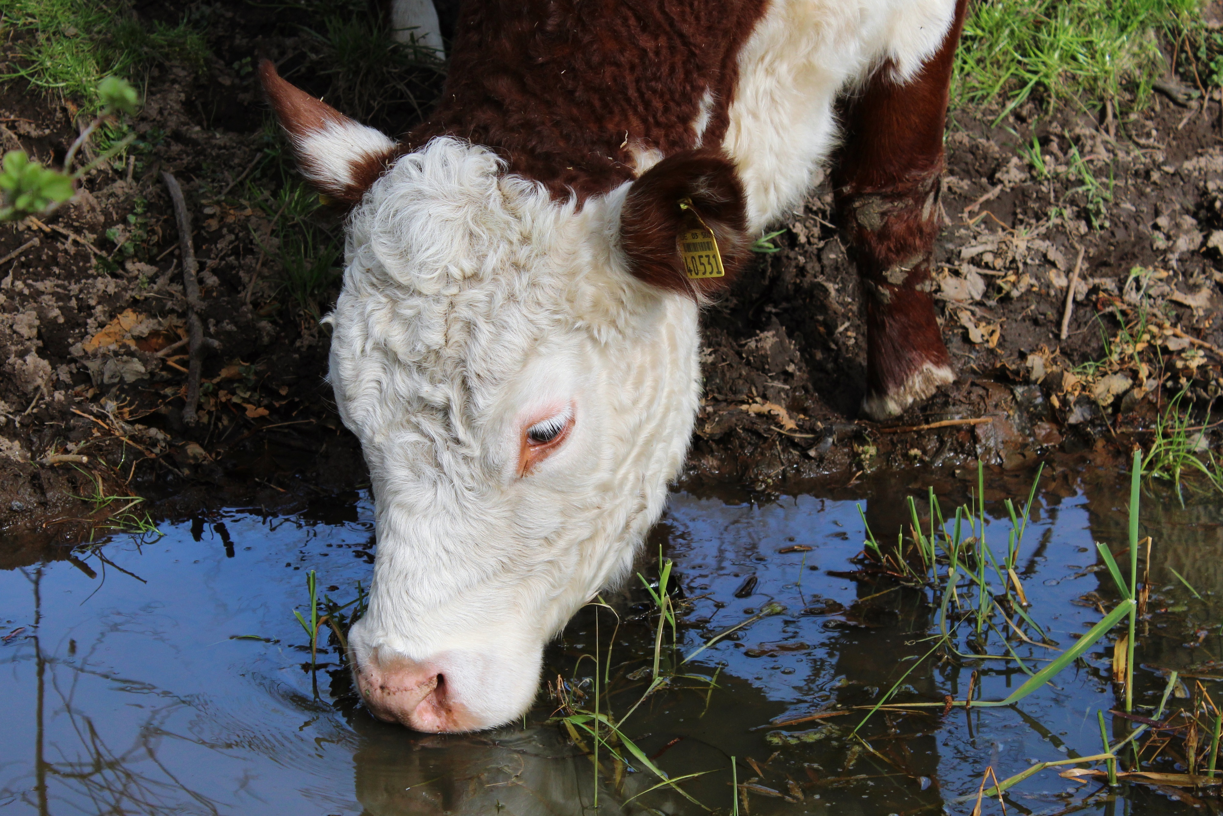 Less Water Needed to Produce Beef Today