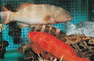Ciguatera Fish Poisoning Predicted to Increase