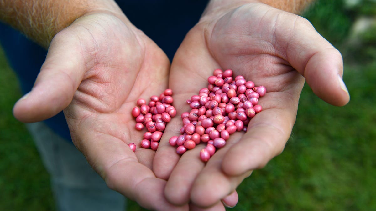South Dakota farmers are surviving the drought thanks to climate-smart technology, seed hybrids