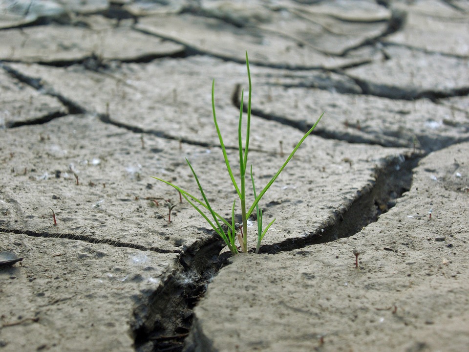 The Impact of More Frequent Droughts on Ecosystem Resiliency