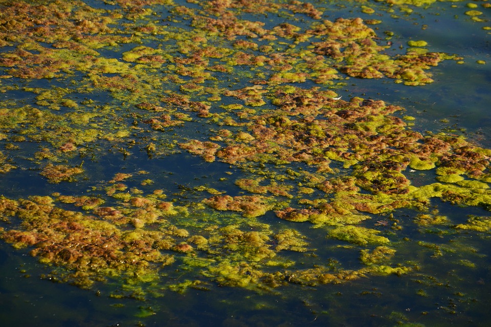 An Important Process Fueling Harmful Algal Blooms