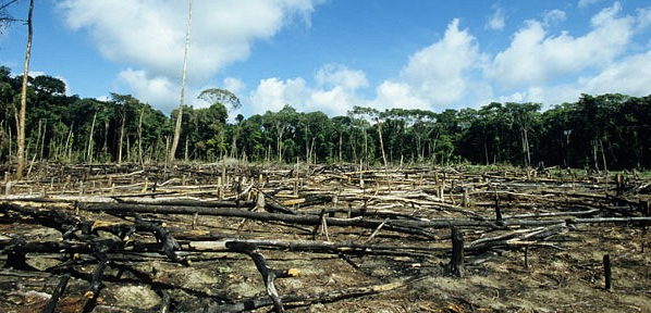 Cargill Commits to Zero Deforestation