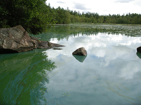 Novel Testing Device Will Reveal whether Water Contains Toxic Blue-green Algae