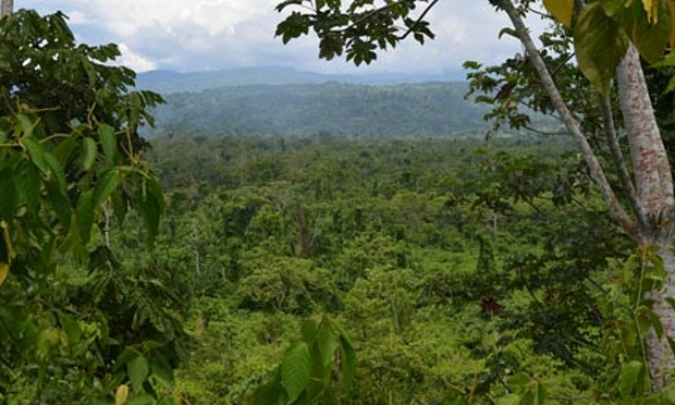 Half of Tree Species in the Amazon at Risk of Extinction