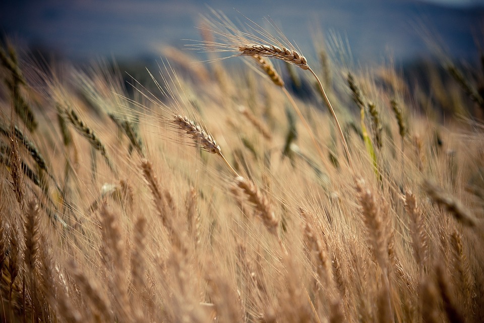 Research Report: Improvement in Yield per Litre Using Measured Irrigation