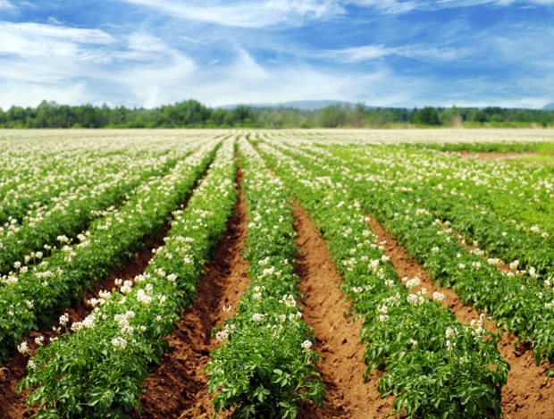 Innovations in Agricultural Stewardship