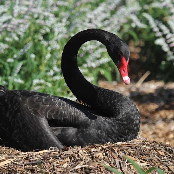 Waterbirds in eastern Australia at lowest breeding level on record