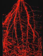 Crop Roots enact Austerity measures during Drought to Bank Water