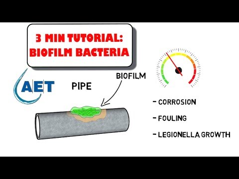 Beneficial Biofilm Bacteria - Wastewater Treatment (Video Tutorial)
