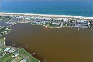 'Brown Tide' Algae Exploit Coastlines