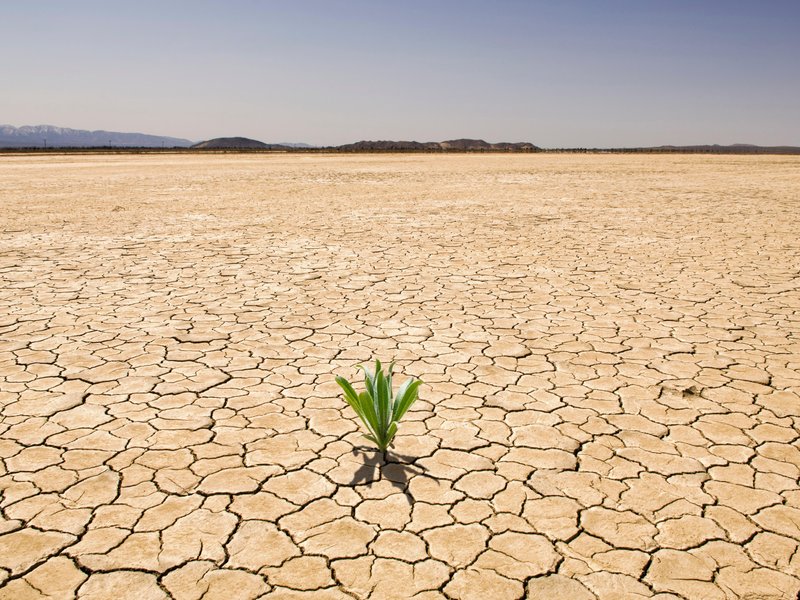 Creating Drought-Tolerant Plants