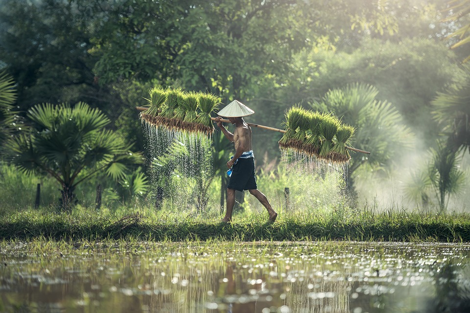 Nature-Based Solutions for Agricultural Water Management and Food Security