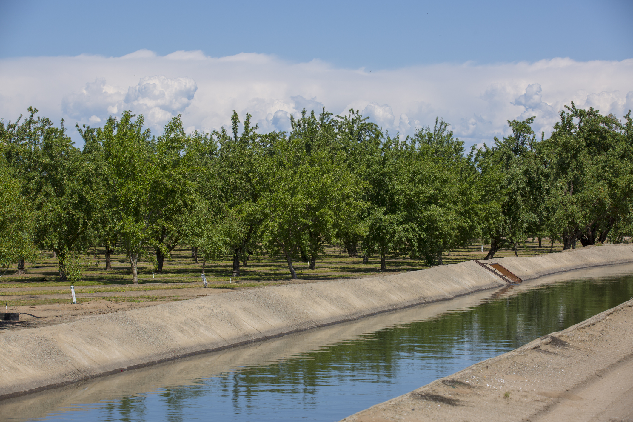 UC research explores continuous leaf monitor system to maximize irrigation in almonds