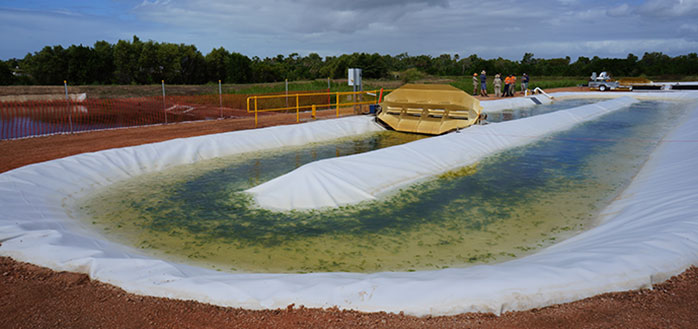 Algae Technology Expands to Cane Industry