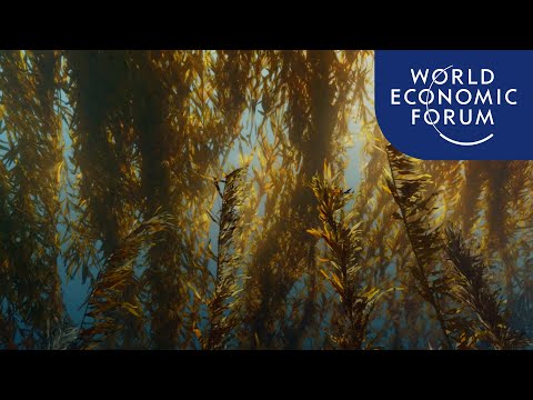 These kelp farms are fighting climate change and feeding the worldUpLink Innovator in the Spotlight Atlantic Sea Farms, a member of our latest O...