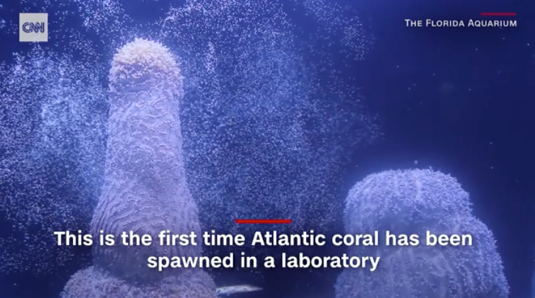 Breakthrough that will help save the third largest coral reef in the world