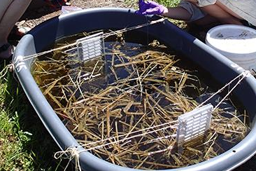 Researchers Use Wild Rice to Predict Health of Minnesota Lakes and Streams