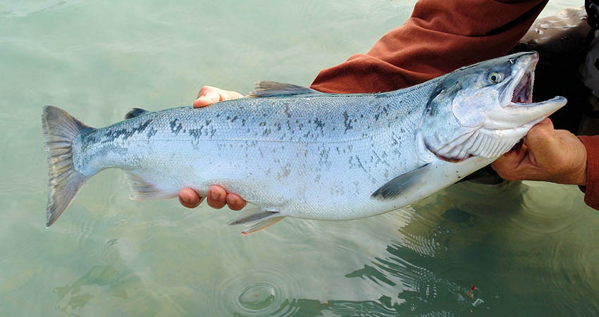 Sélune river revival after dam removal • Water News Europe