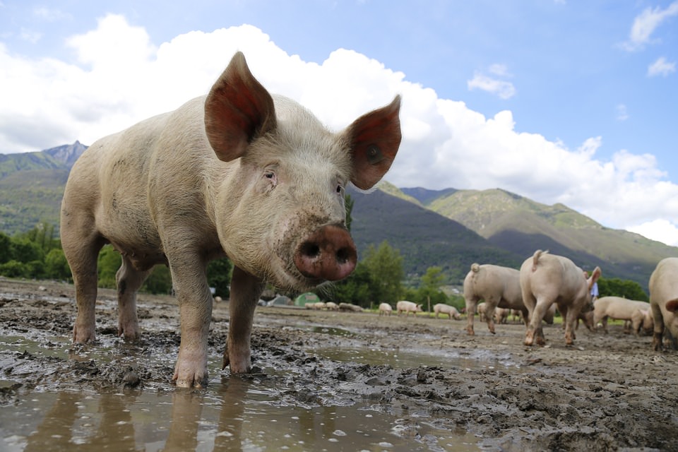 Cleaning Okinawan Pig Farm Wastewater with Microbial Fuel Cells
