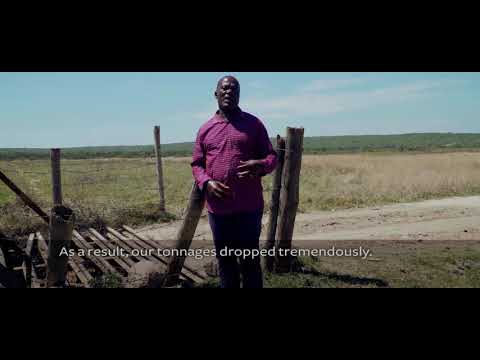 South Africa Sugarcane Survives Severe Droughts Due to Better Water Management (Video)