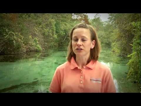 Learn all about what a catchment/water shed is and how it gets polluted? 