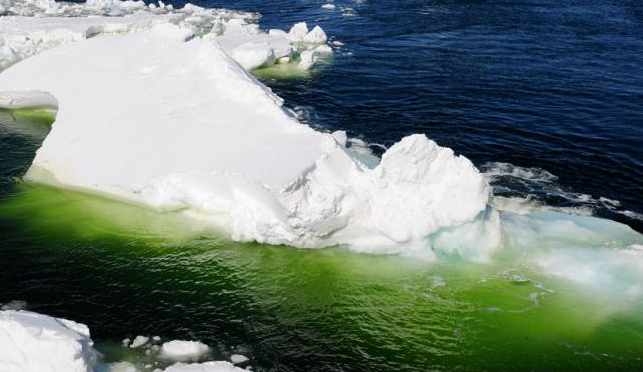 Diminishing Sea Ice is Increasing the Size of Ocean Food Web Base