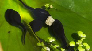 Frogs May See Monsanto's Roundup Herbicide As a Predator