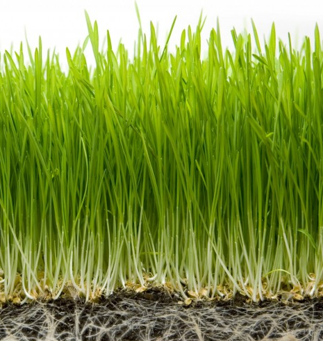 Slow-release Nanofertilizer to Boost Crop Yields