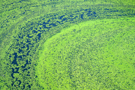 It&rsquo;s time to take action against harmful algal blooms. Here&rsquo;s a closer look at what&rsquo;s happening in terms of research, regulation, tracking...
