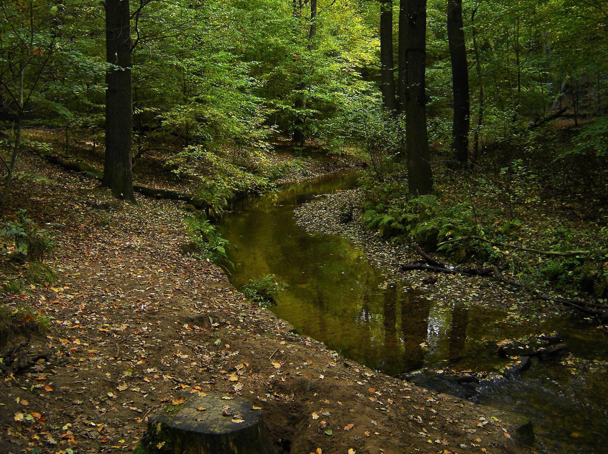 Environmental Monitoring of River Prießnietz, Using 3D-Model with Agisoft Photoscan