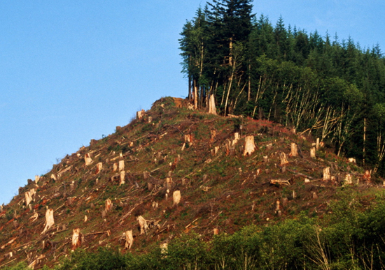 Deforestation Causes More Climate Chaos Than We Imagined