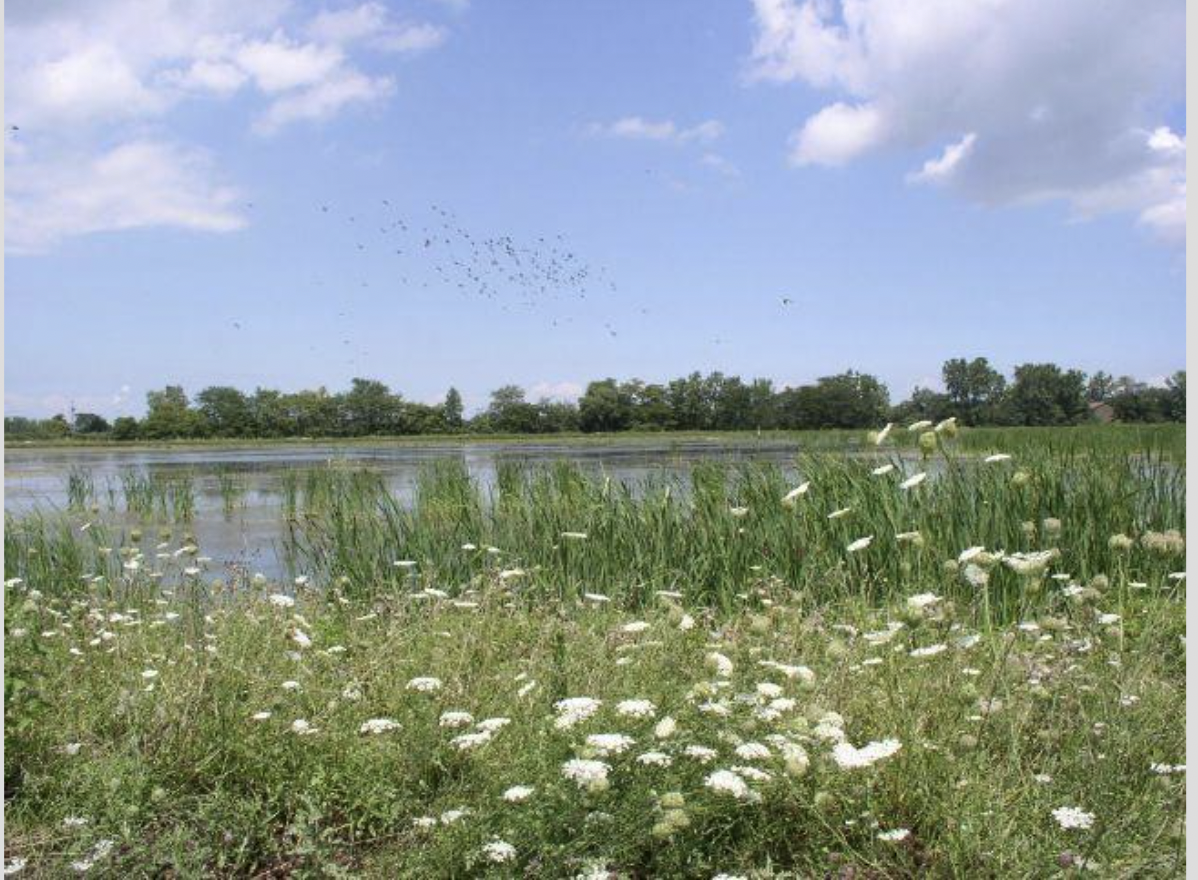 Scientists studying how wetlands can help Lake ErieTom JacksonJul 11, 2022 4:00 PMSANDUSKY &mdash; Scientists in Ohio are studying how construction ...