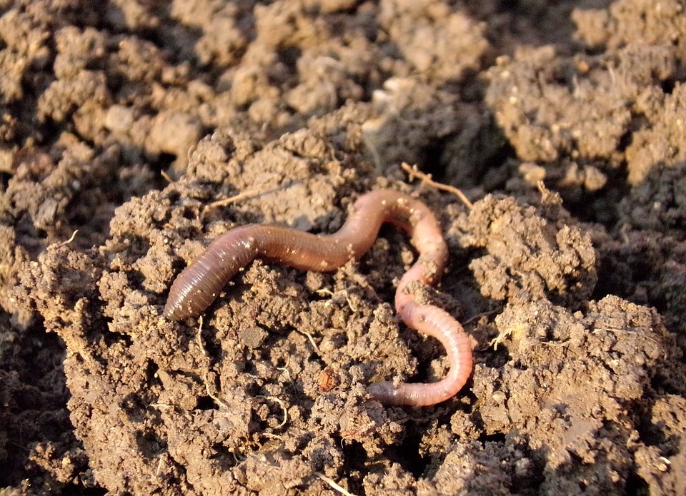 Worms, Water Fleas and Bacteria Could Bring Clean Water to Remote Areas