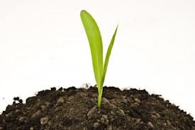 New technology will turn water pollution into fertilizer