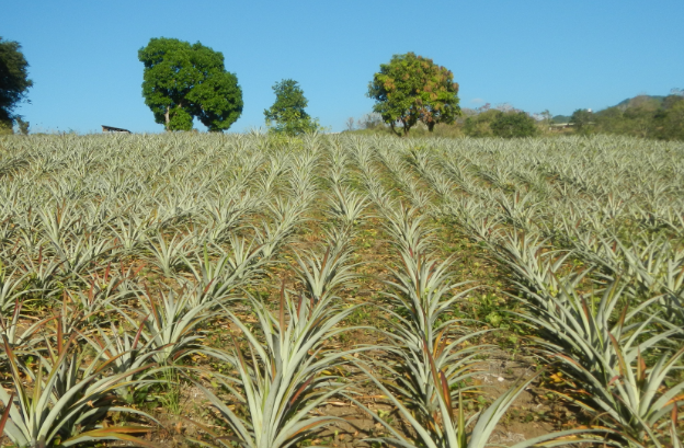 What Does “Climate-Smart Agriculture” Mean? New Tool Breaks It Down