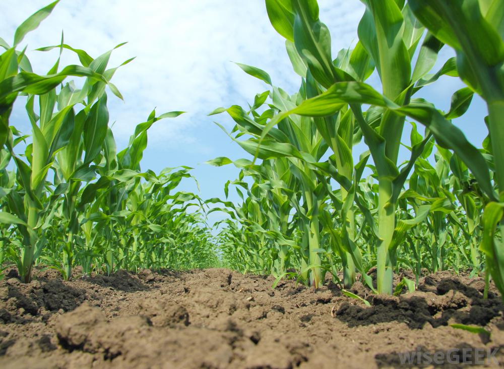 FUTUREROOTS Improving Root Nutrient Capacity