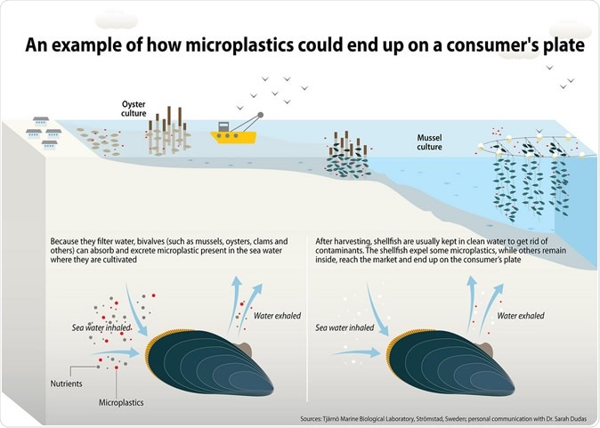 Plastics now commonly found in human stools