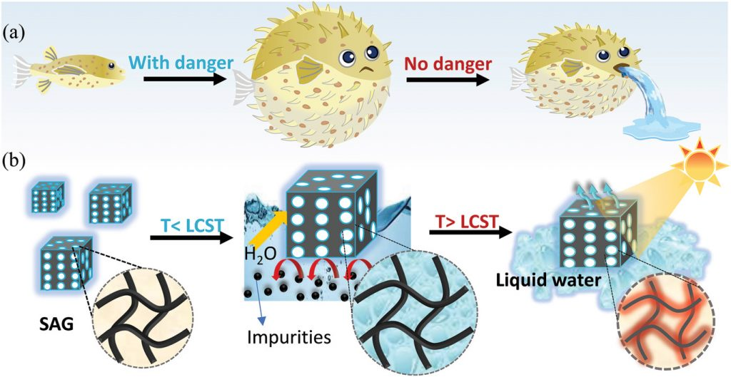 Inspired by the pufferfish, this hydrogel purifies water using nothing but sunlight