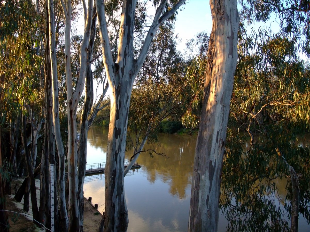 Imminent Forest Collapse Threatens Melbourne’s Water Supply