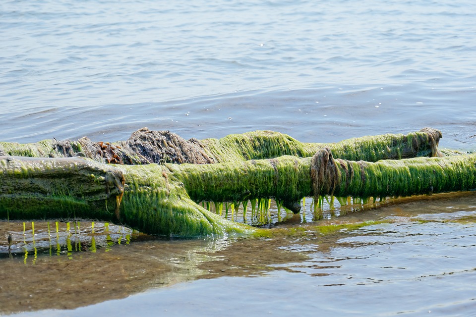 New Water Threats Near Cleveland:  Algal Blooms in Lake Erie Could Produce Neurotoxins